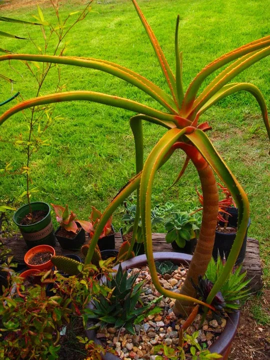 Reliable residential landscaping in Morro Bay, CA by Shaffer Landscaping