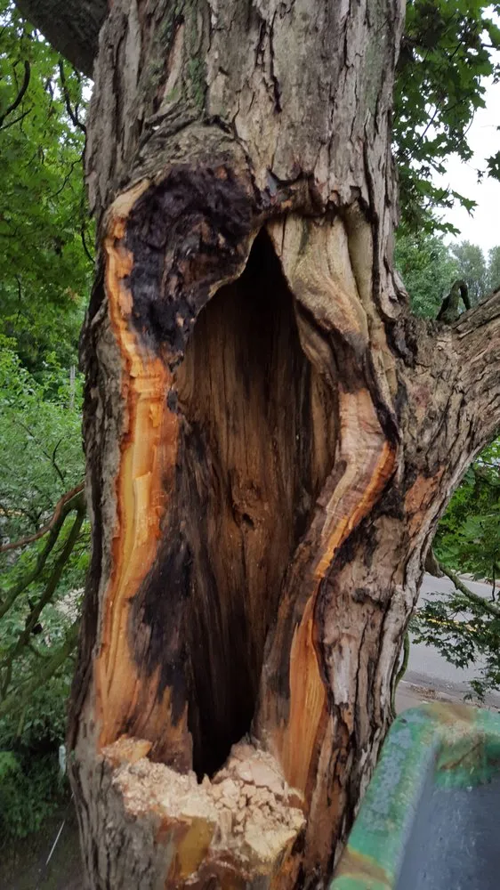 Custom landscape installation in Dorr, MI - Shaffer Tree Services