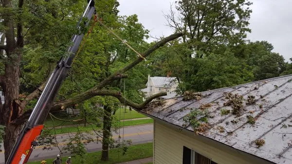 Shaffer Tree Services