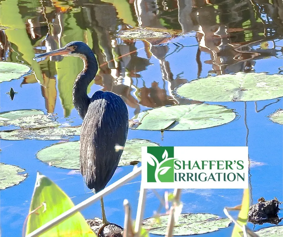 Reliable outdoor landscaping in Port Charlotte, FL - Shaffer's Irrigation & Outdoor Lighting