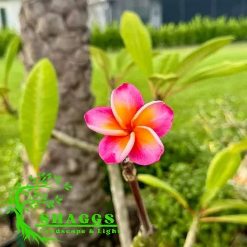 Trusted garden landscaping experts serving Westlake, FL - Shaggs Landscaping & Lighting