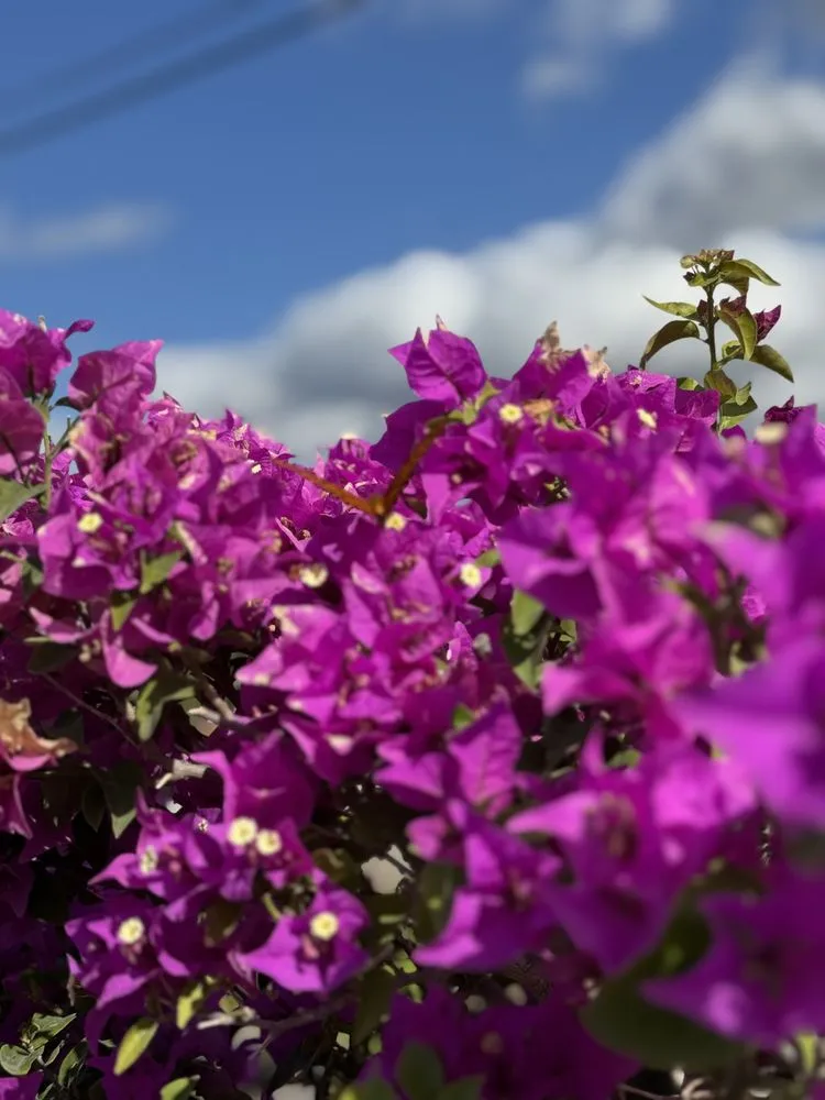 Expert landscaping services for beautiful yards in Westlake, FL by Shaggs Landscaping & Lighting