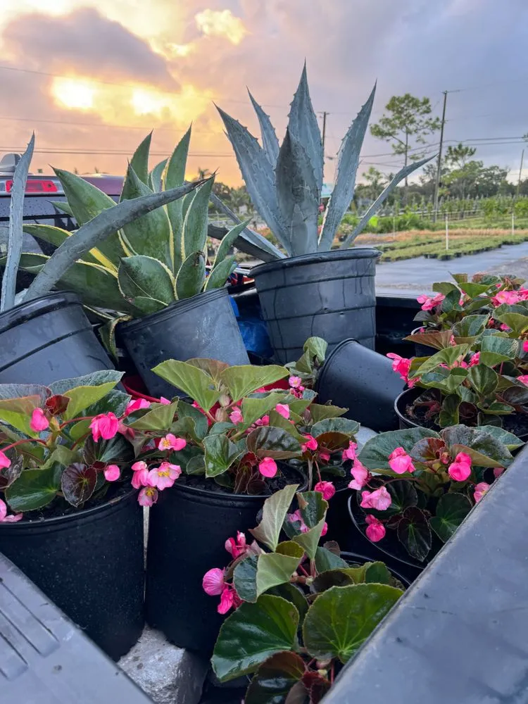 Local landscape installation in Westlake, FL - Shaggs Landscaping & Lighting