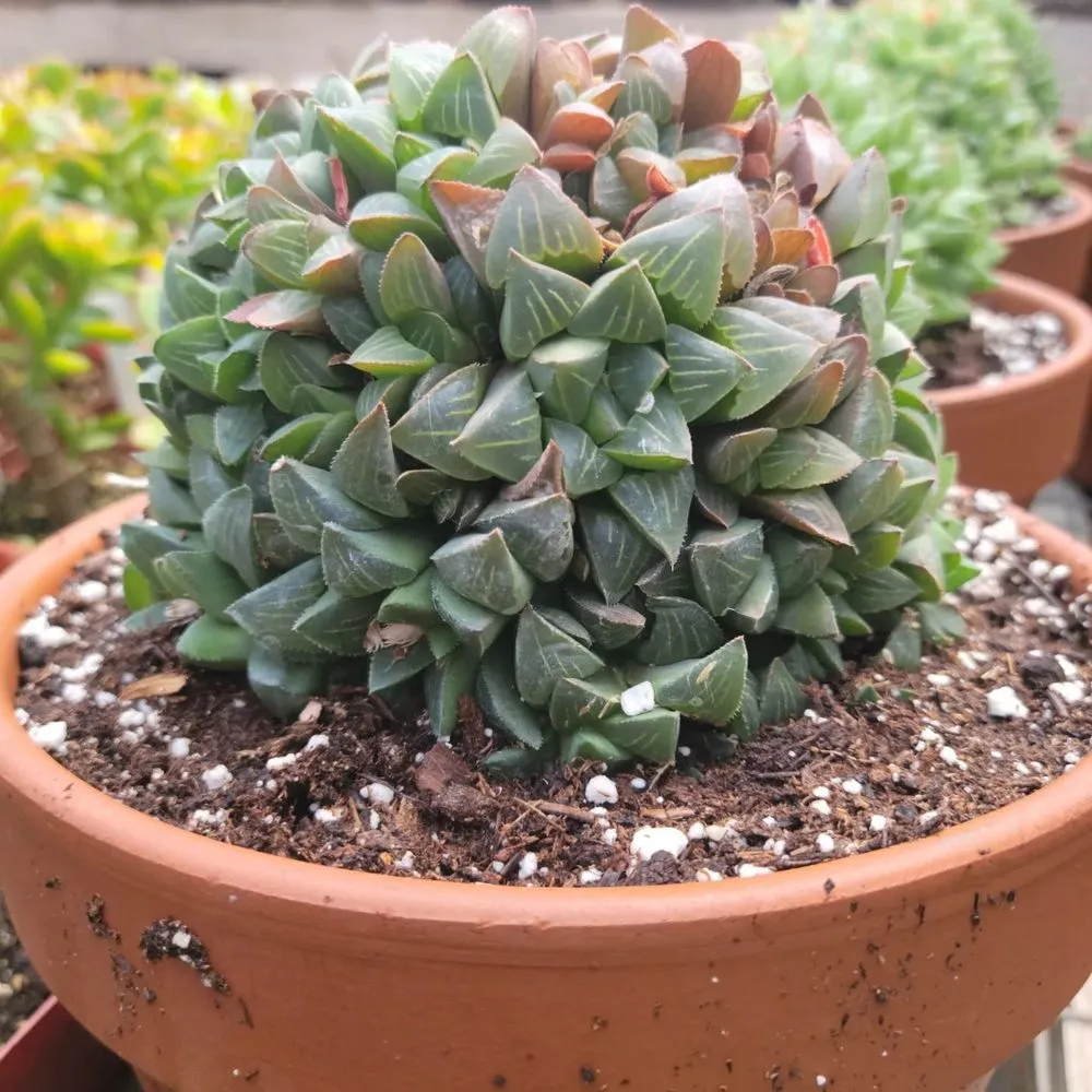 Professional yard maintenance in Brookfield, CT by Shakespeare's Garden