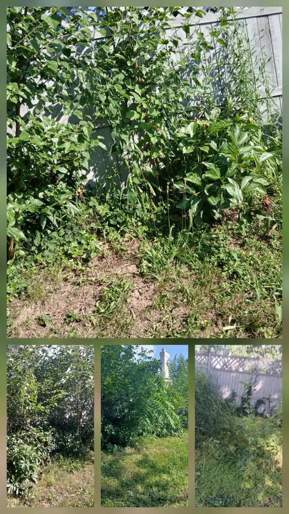Affordable outdoor landscaping for year-round maintenance in Winslow, IN by Shalabi Handyman Service