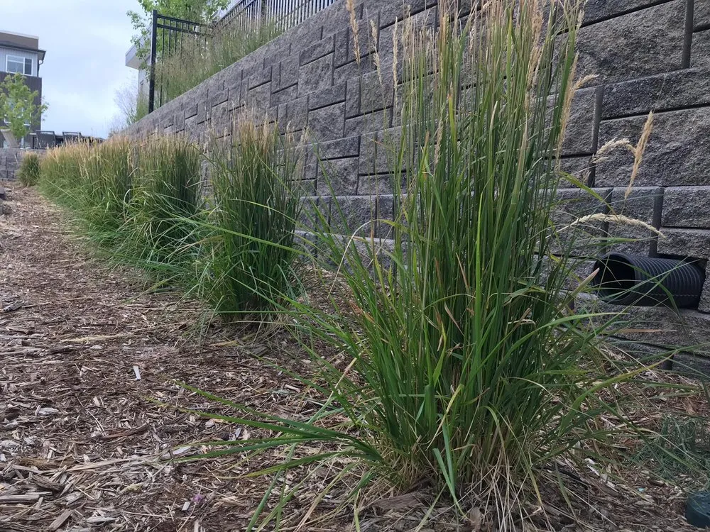 Affordable landscape design experts serving Aurora, CO - Shambach Contrivers