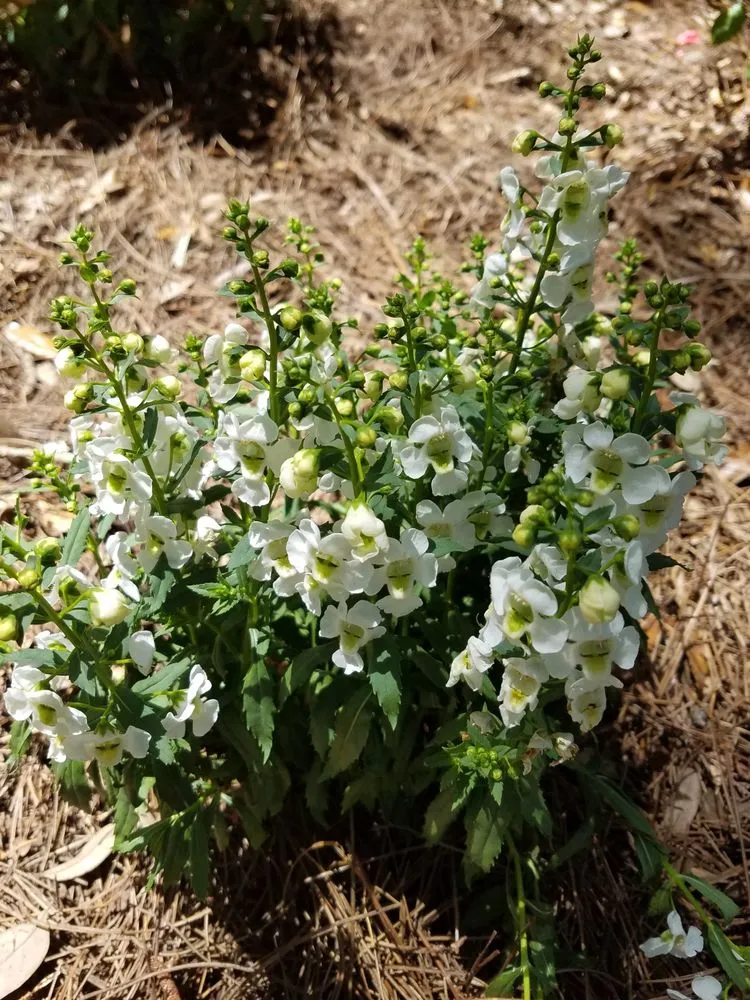 Top-rated landscaping services in Semmes, AL - Shamp Services