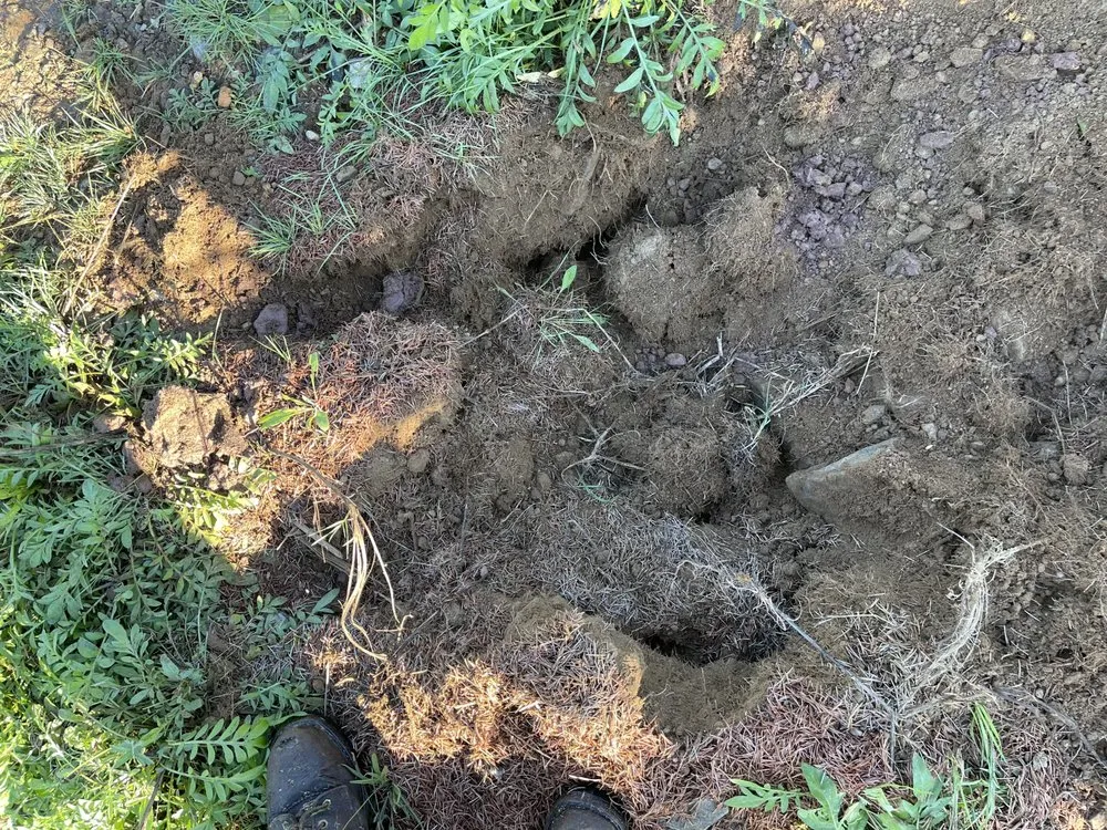 Local yard cleanup service for outdoor upgrades in Bow, NH by Shampney & Son's Four Seasons Landscaping