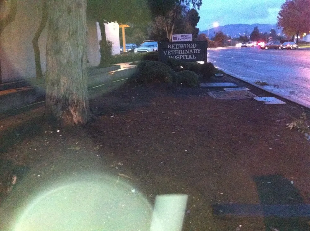 Expert yard cleanup service in Benicia, CA by Shamrock Landscape