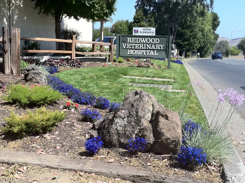 Custom landscape installation in Benicia, CA by Shamrock Landscape