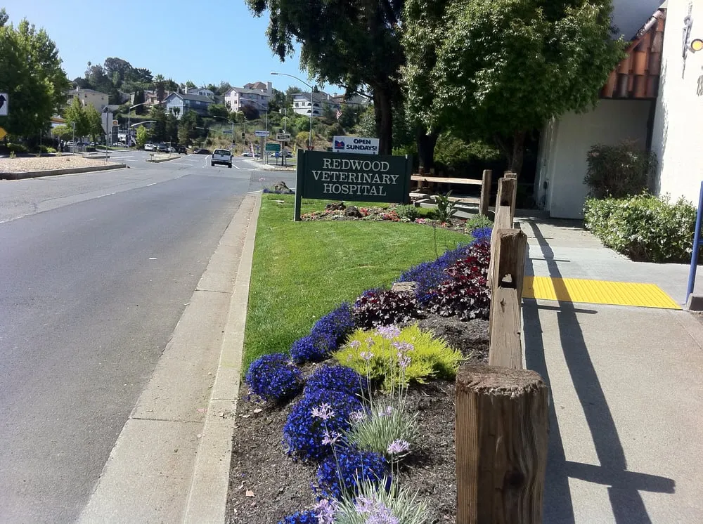 Local landscape design in Benicia, CA - Shamrock Landscape