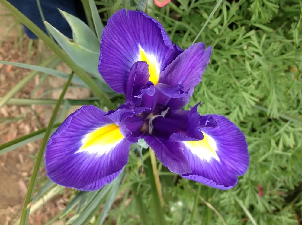 Reliable landscaping services in Benicia, CA by Shamrock Landscape