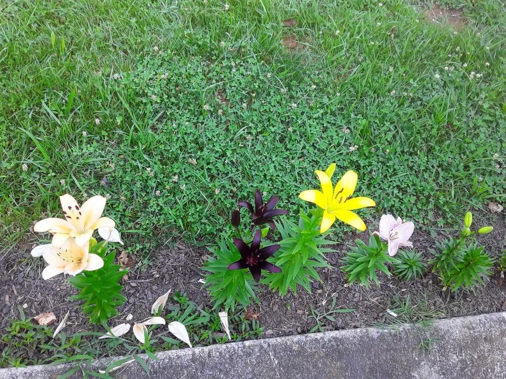 Affordable residential landscaping with custom design across Marietta, GA - Shamrock Landscape