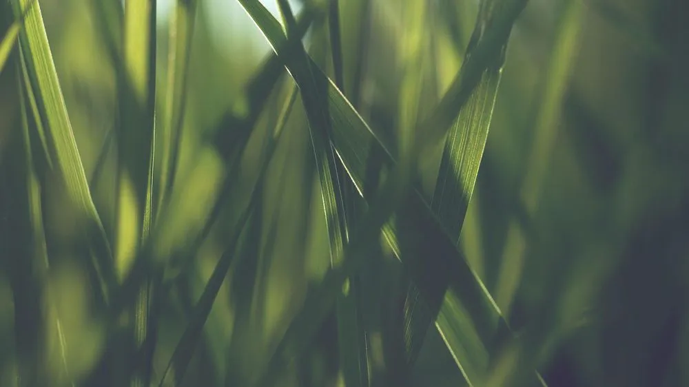 Affordable yard maintenance in Ogden, UT by Shamrock Pest and Lawn Services