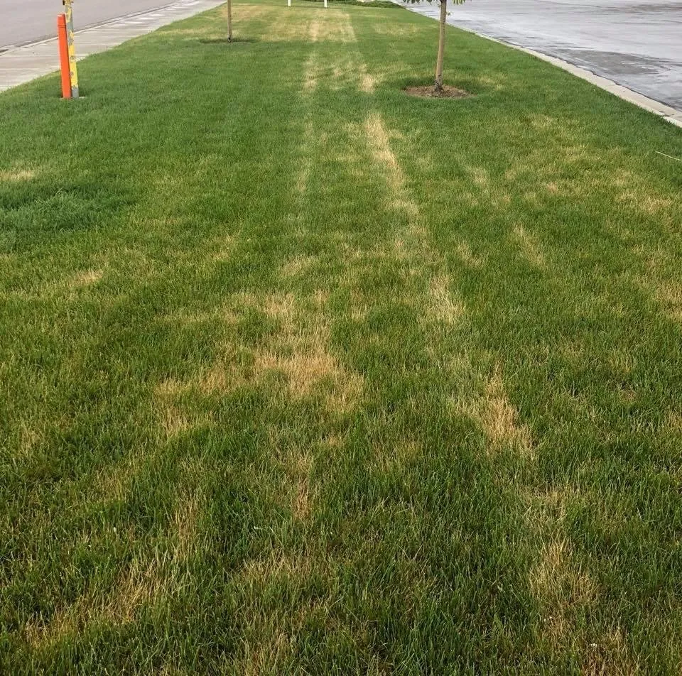 Custom yard maintenance for outdoor upgrades in Ogden, UT by Shamrock Pest and Lawn Services