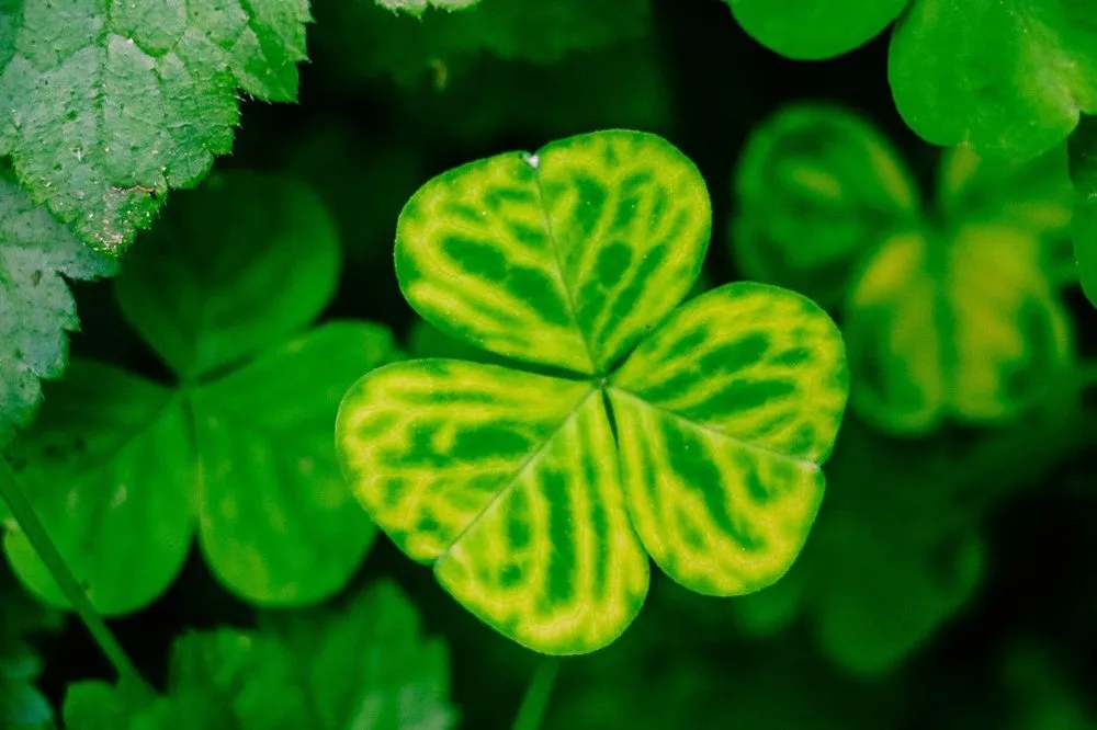 Reliable yard cleanup service experts serving Ogden, UT - Shamrock Pest and Lawn Services