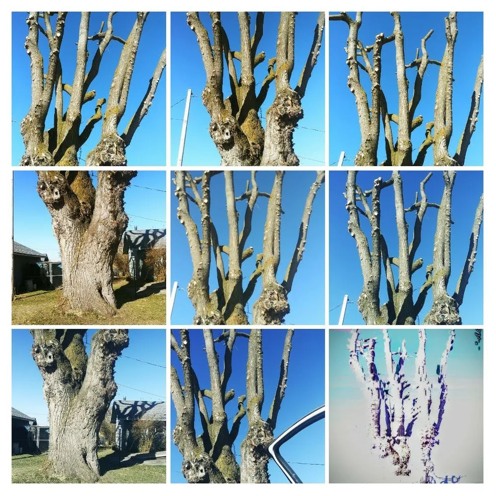 Professional yard cleanup service in Klamath Falls, OR by Shane Eric Jarvis Expert Tree Care