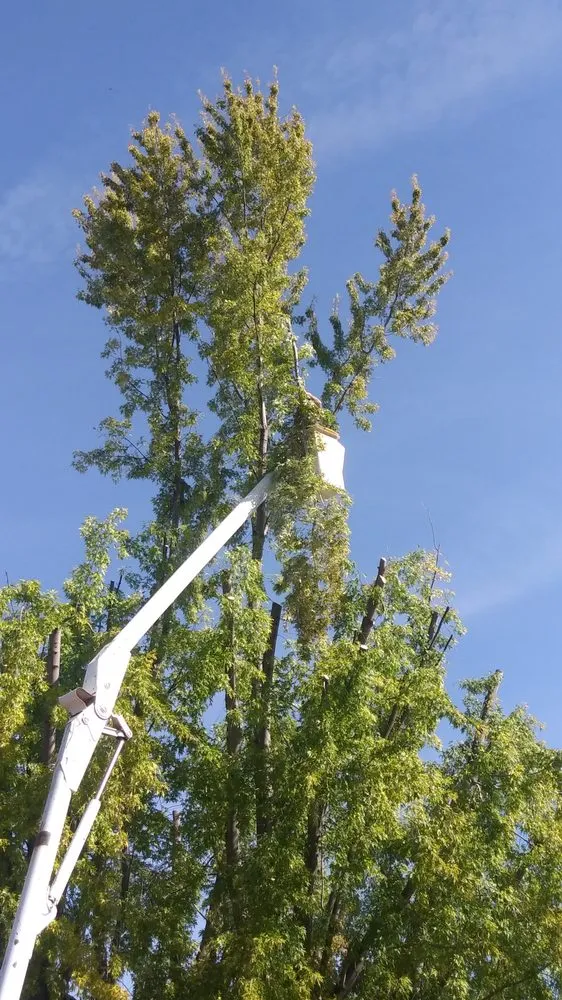 Affordable garden landscaping for outdoor upgrades across Klamath Falls, OR - Shane Eric Jarvis Expert Tree Care