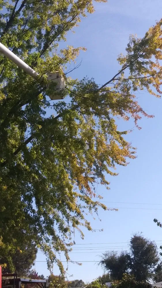 Professional landscape design for residential properties in Klamath Falls, OR by Shane Eric Jarvis Expert Tree Care