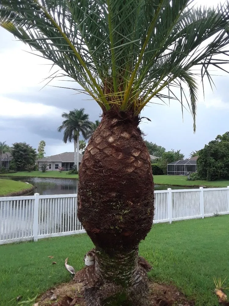 Professional lawn mowing service experts serving Bradenton, FL - Shane's Lawn And Handyman Service