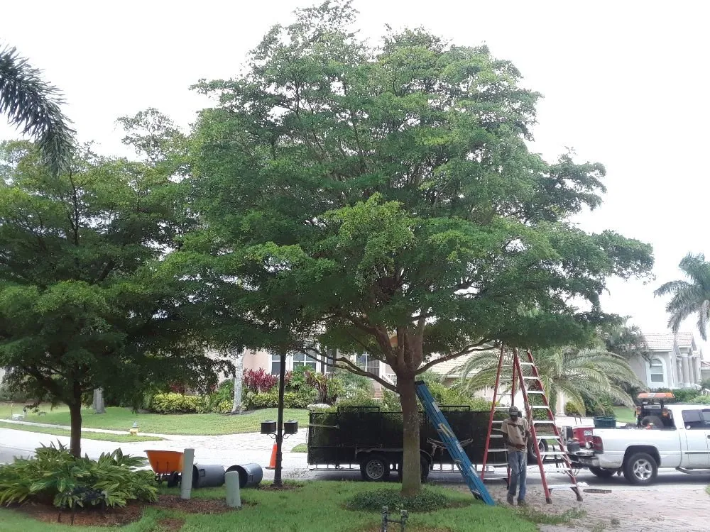 Local landscape installation in Bradenton, FL - Shane's Lawn And Handyman Service