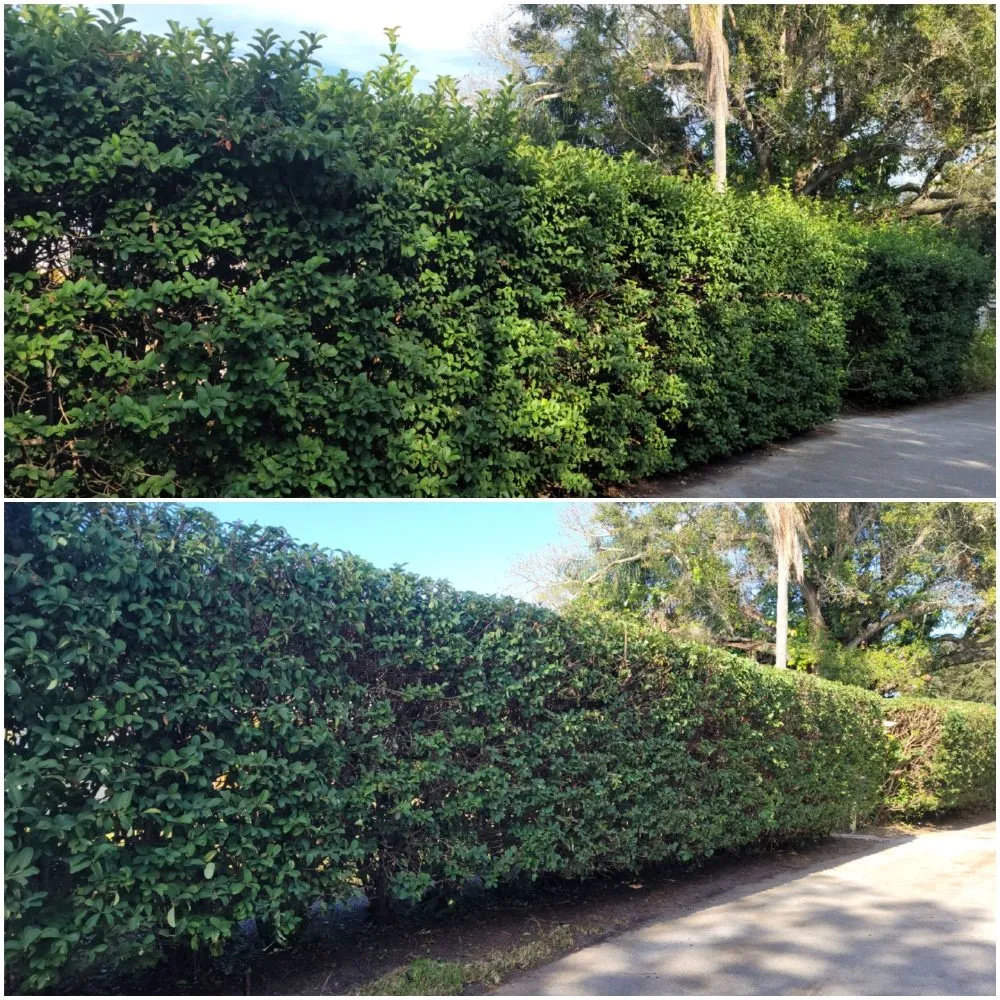 Reliable residential landscaping in Dunedin, FL by Shane's Lawn Care