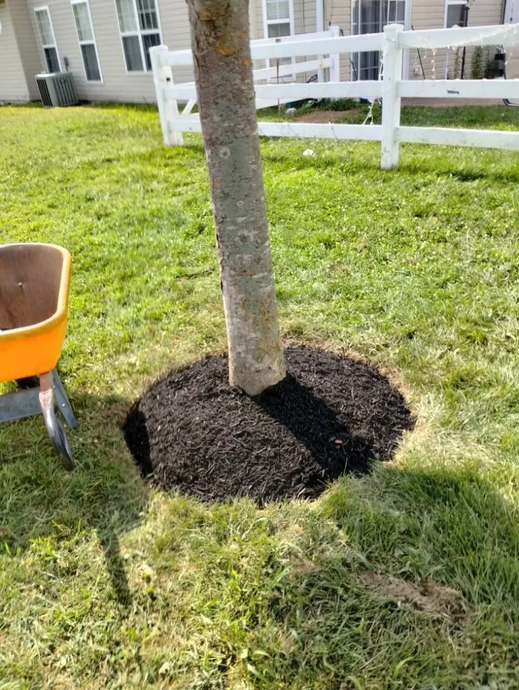 Affordable yard cleanup service with custom design in Marydel, MD by Shanks Services