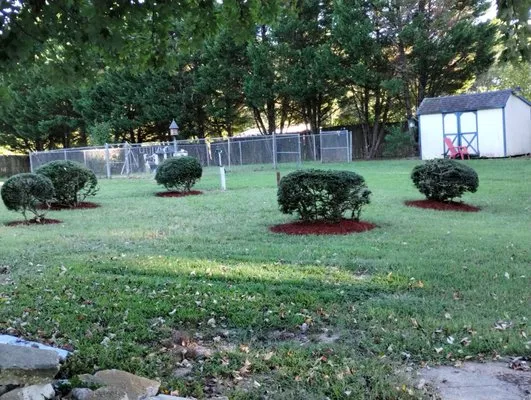 shanks Tree and Landscaping Services Logo