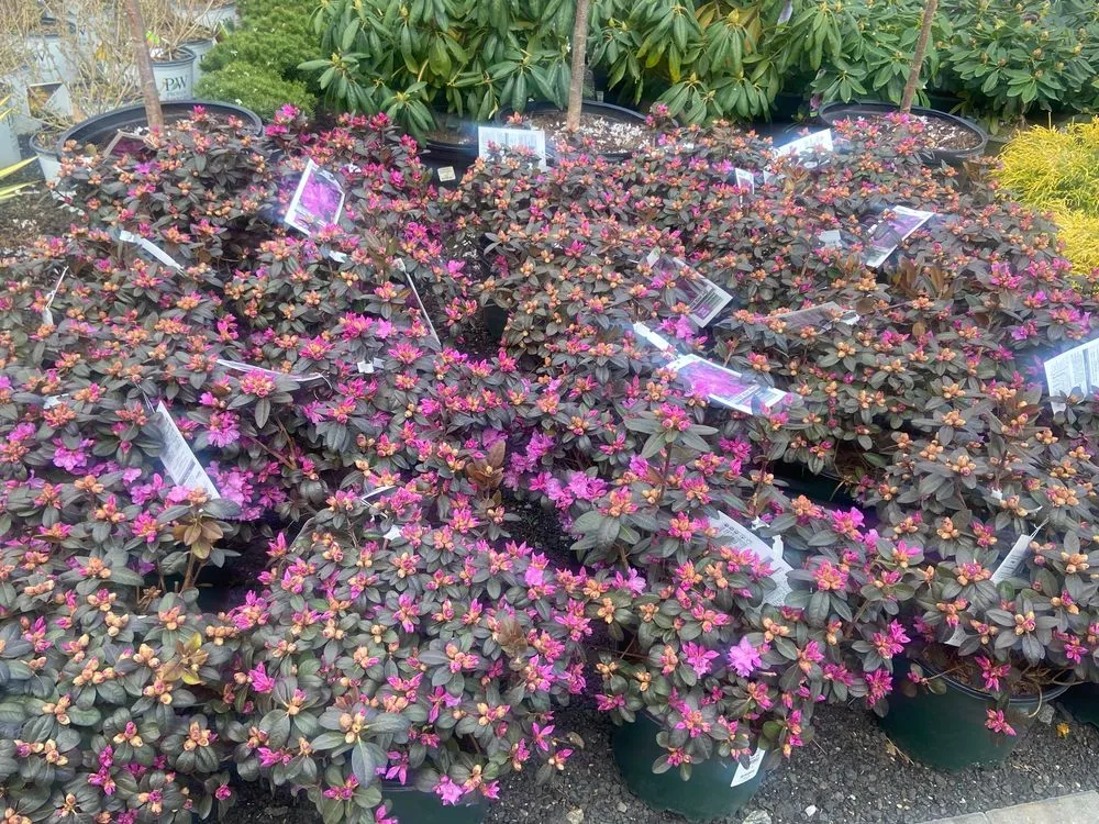 Affordable yard maintenance with custom design in Stratford, CT by Shannon Landscape & Garden Center