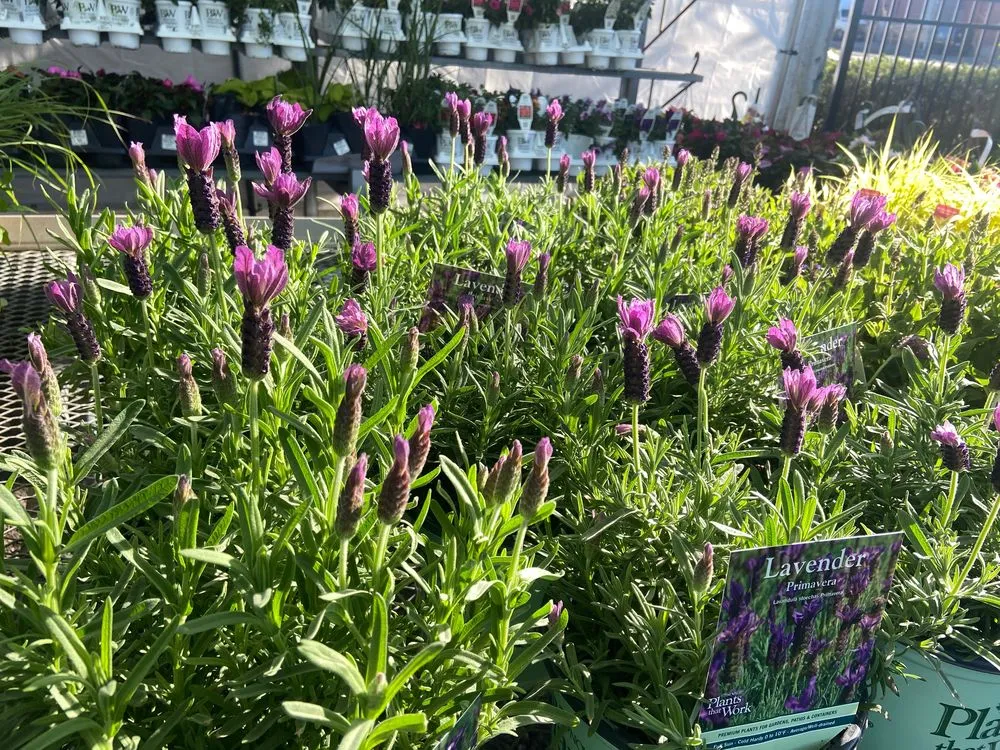 Top-rated outdoor landscaping in Stratford, CT by Shannon Landscape & Garden Center