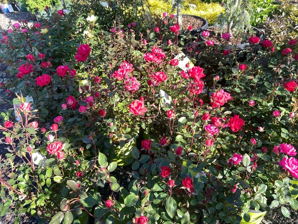 Local lawn mowing service for residential properties across Stratford, CT - Shannon Landscape & Garden Center