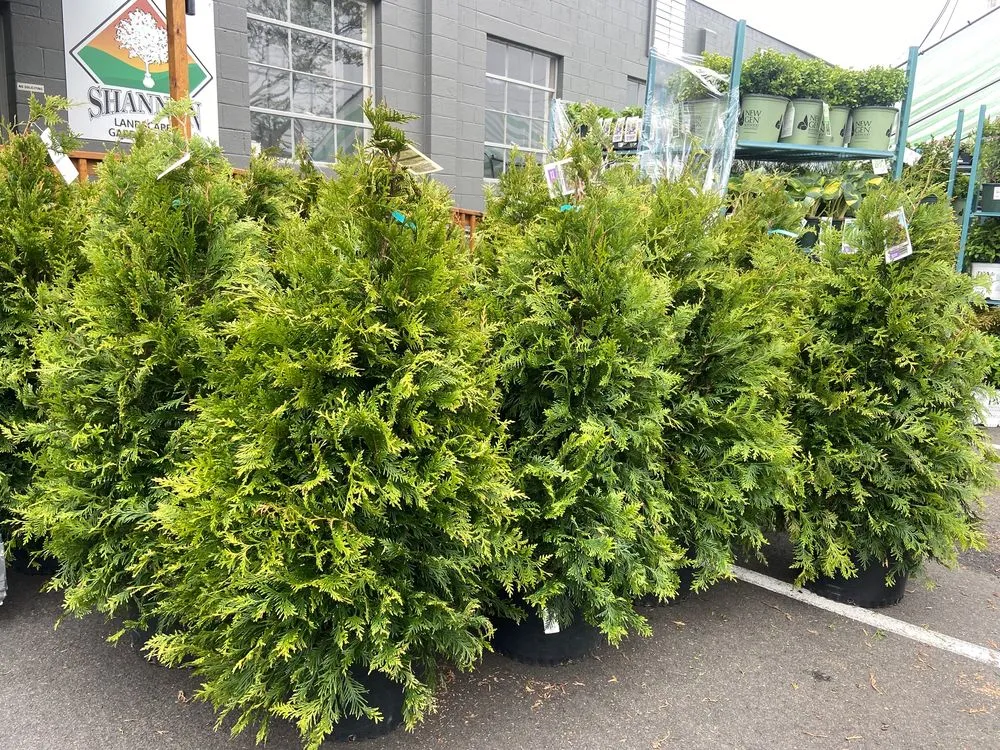 Custom lawn care service for residential properties in Stratford, CT by Shannon Landscape & Garden Center