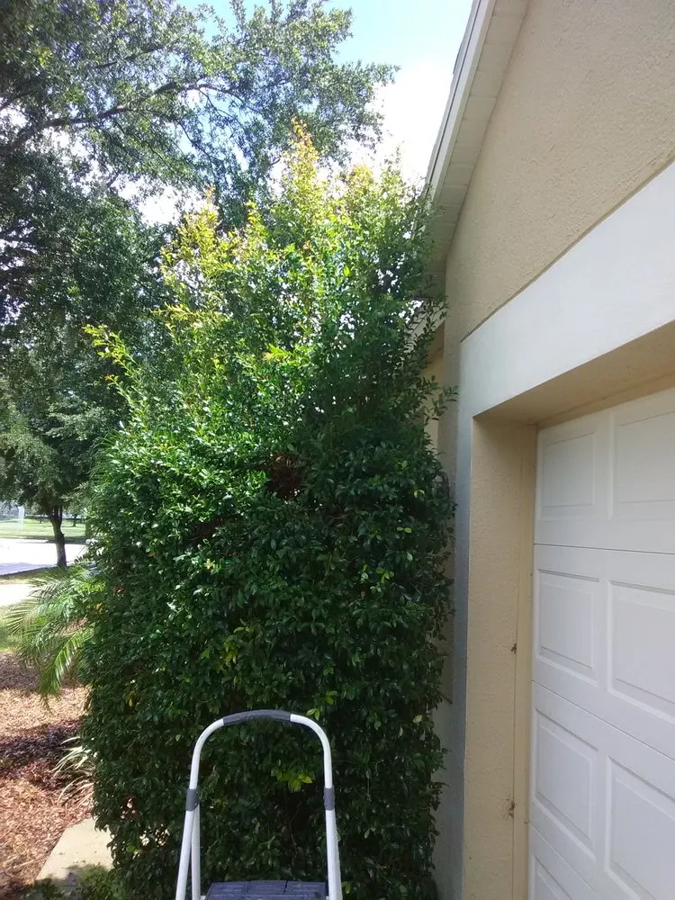 Affordable landscape design for beautiful yards across Fort Meade, FL - Shannon's lawn care