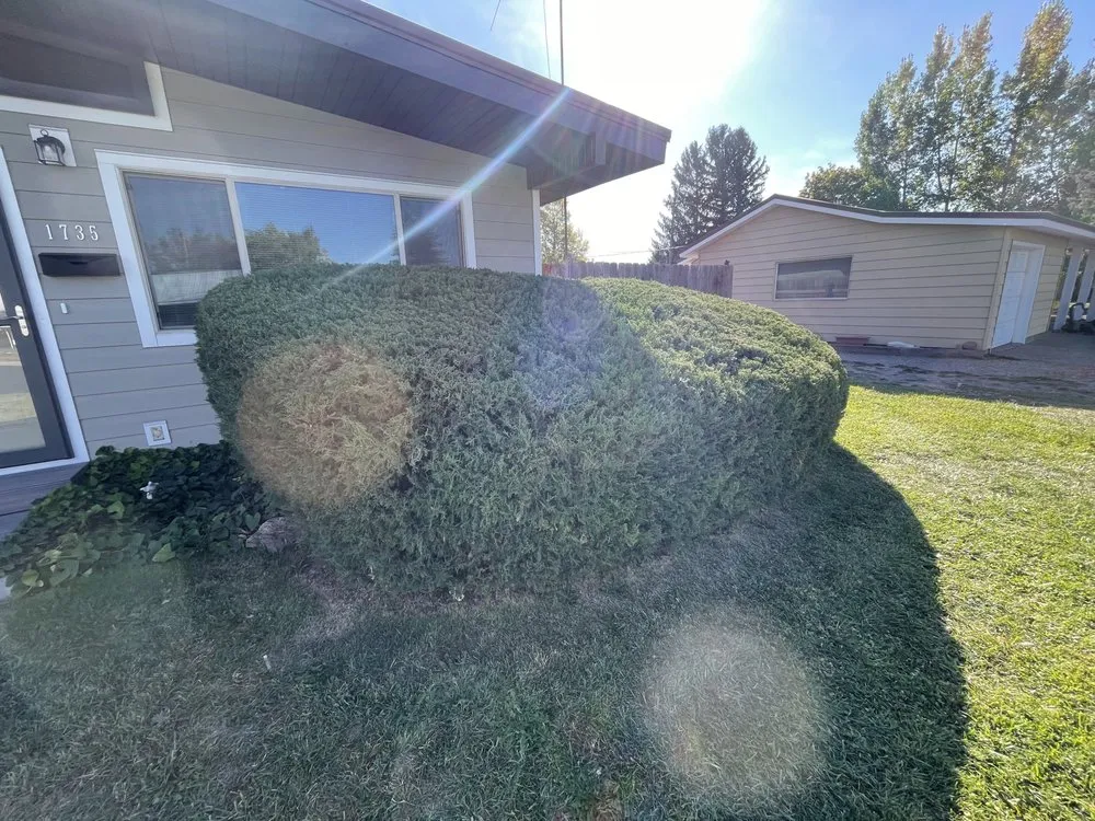 Local lawn mowing service experts serving Rexburg, ID - Shape Up