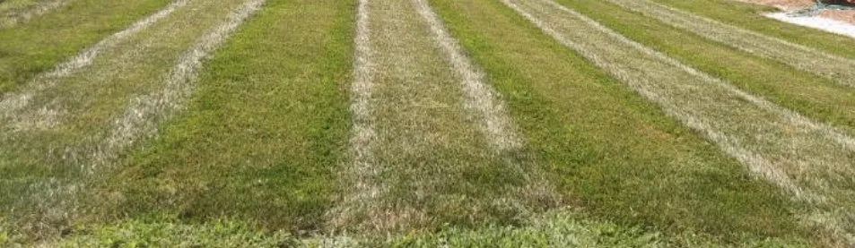 Professional garden landscaping experts serving Charlotte, NC - Shapes and Lines Landscaping