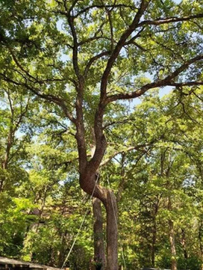 Trusted yard maintenance in Sherman, TX by Sharky Tree Service