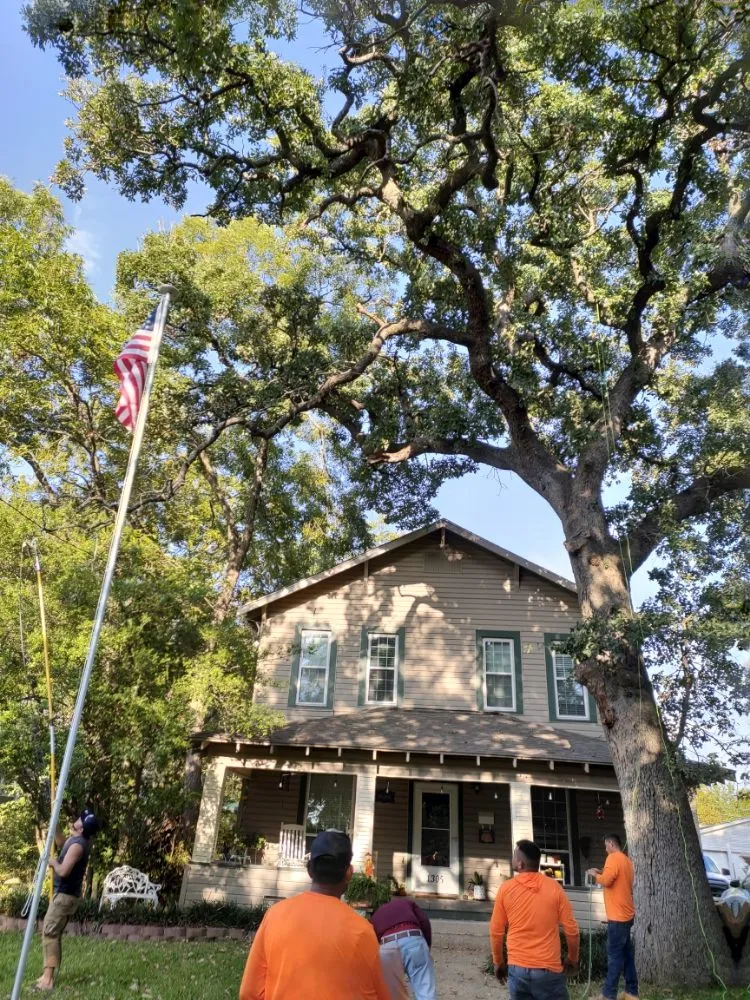 Affordable lawn care service near you across Sherman, TX - Sharky Tree Service