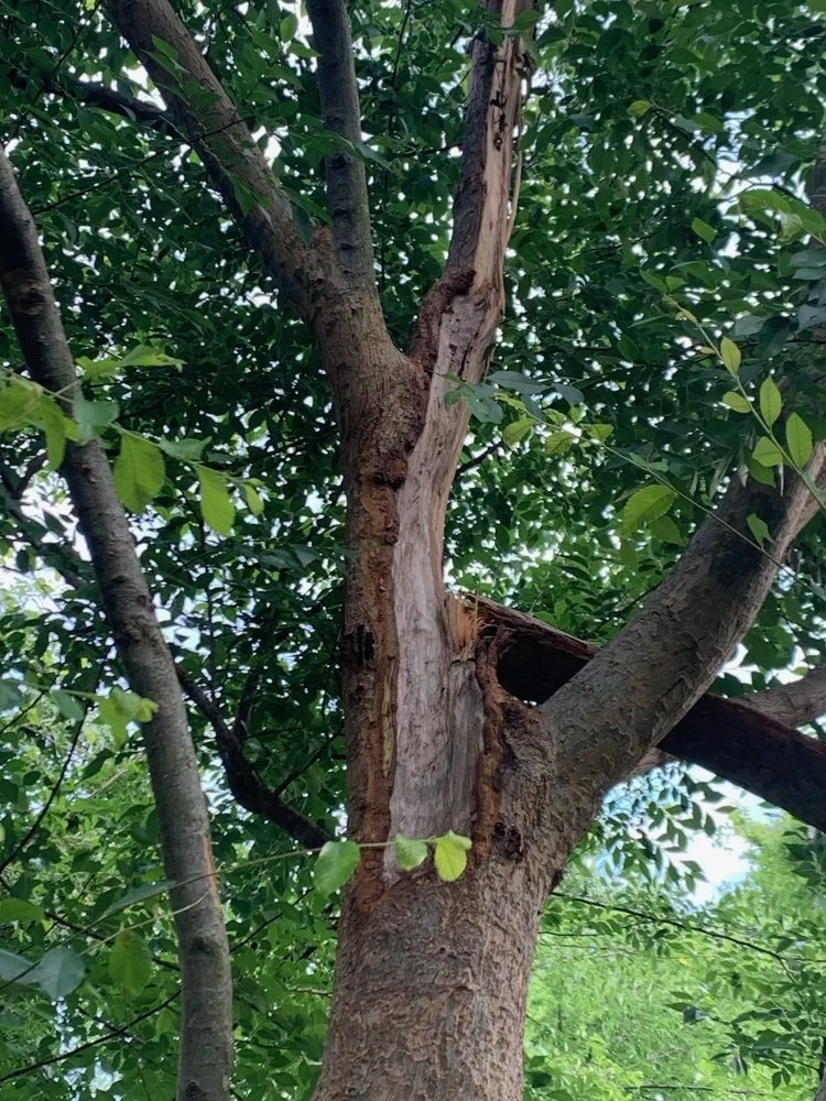 Affordable landscaping services for outdoor upgrades in Sherman, TX by Sharky Tree Service