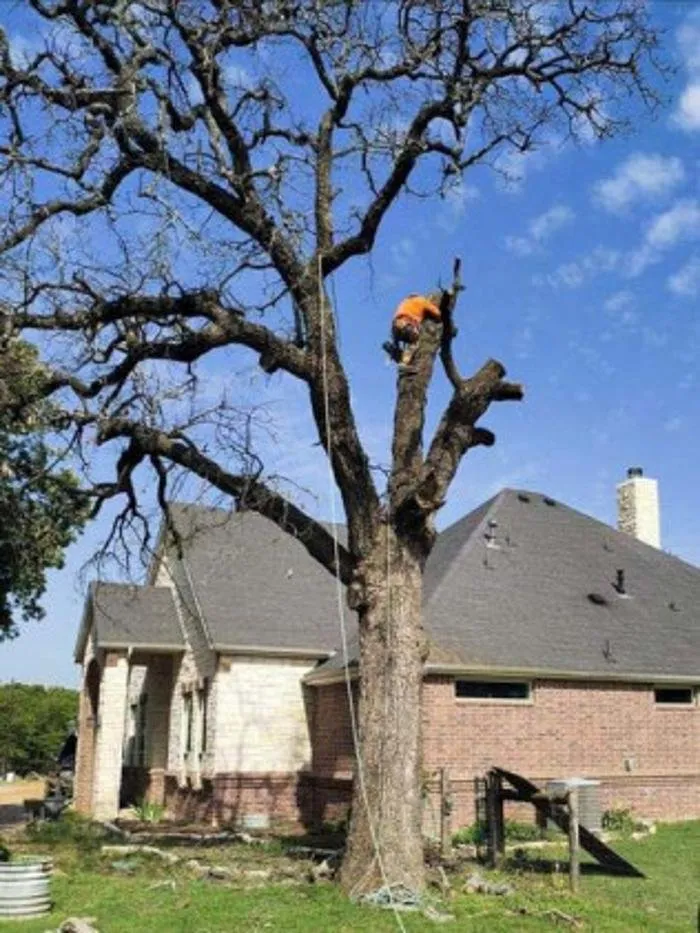 Professional garden landscaping in Sherman, TX by Sharky Tree Service