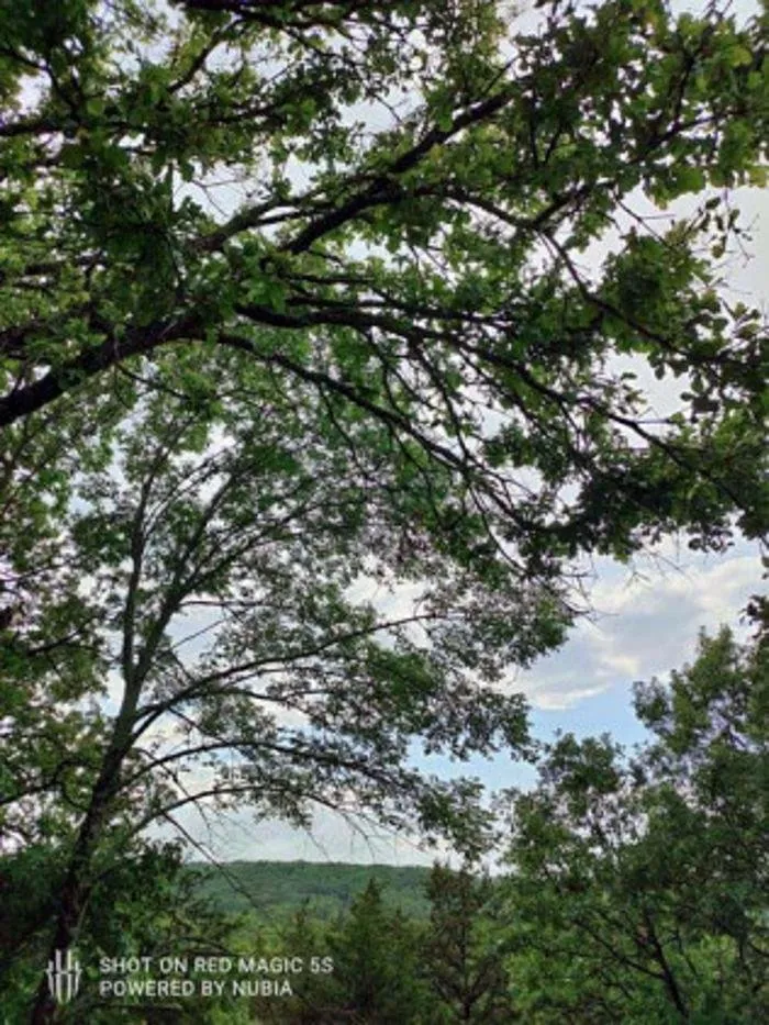 Custom landscape design experts serving Sherman, TX - Sharky Tree Service