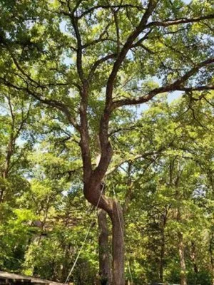Sharky Tree Service Logo