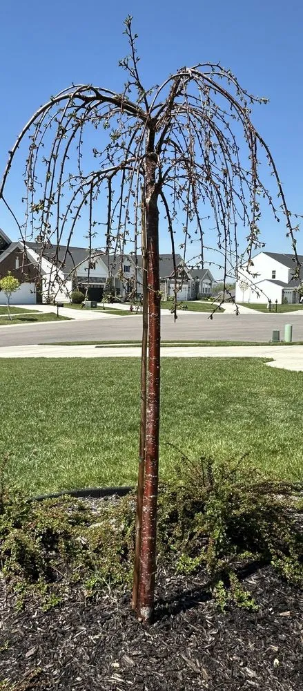 Professional landscape installation experts serving Maineville, OH - Sharon Nursery-Garden Store