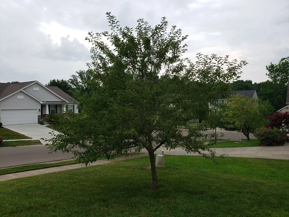 Custom landscaping services near you in Maineville, OH by Sharon Nursery-Garden Store