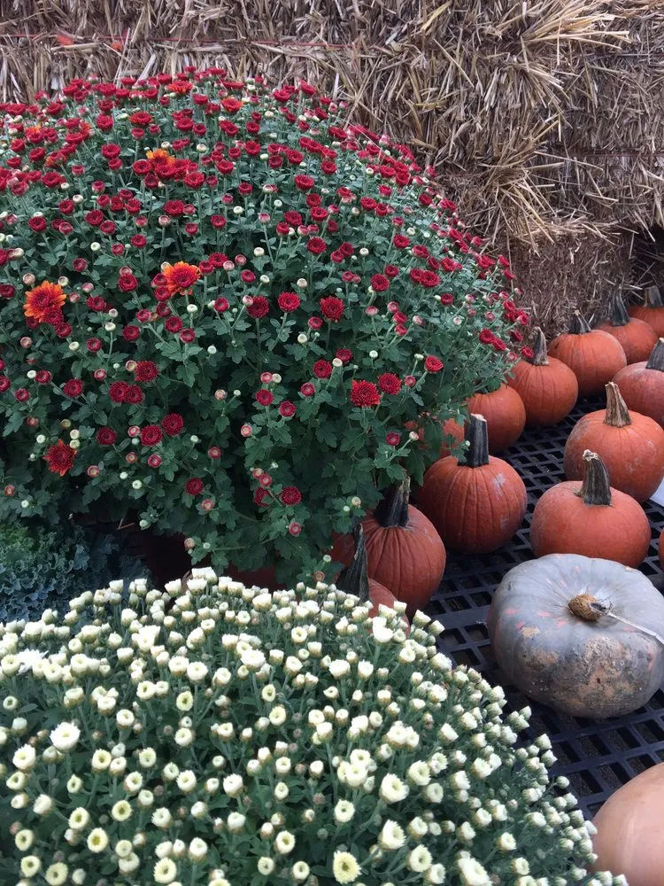 Affordable yard maintenance with custom design in Maineville, OH by Sharon Nursery-Garden Store