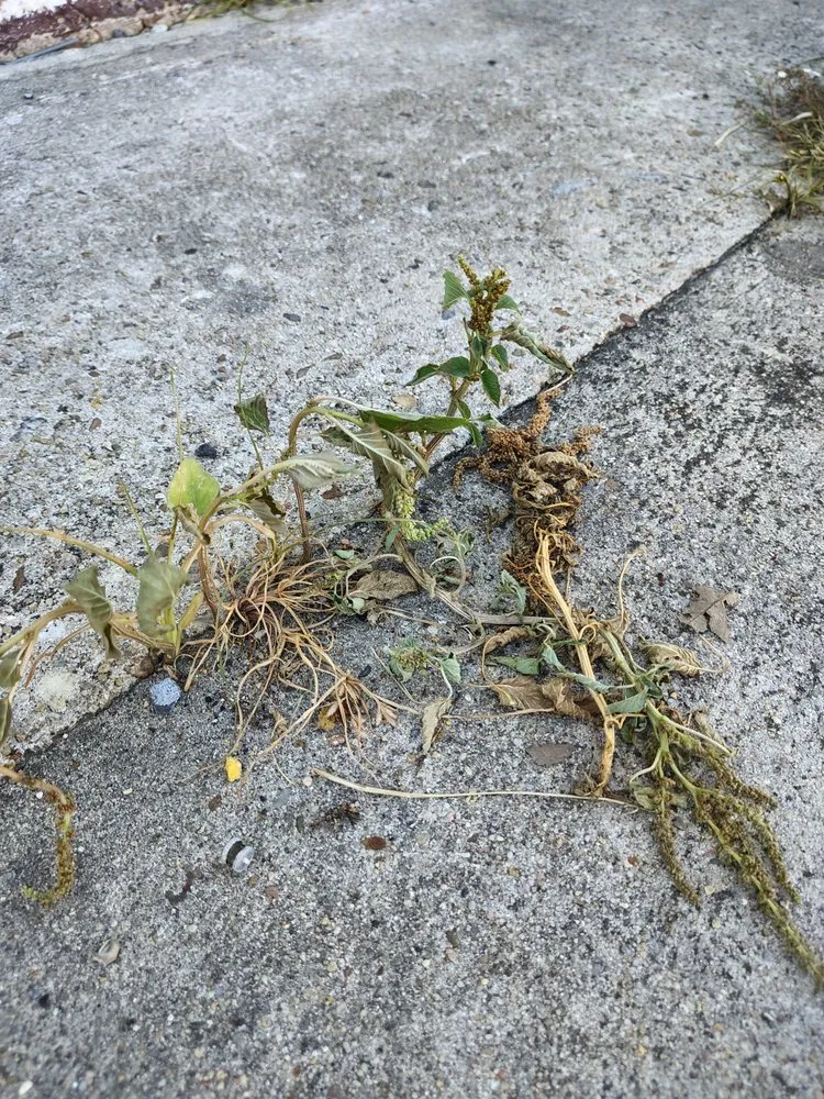 Local yard cleanup service in Baton Rouge, LA by Sharp Cuts