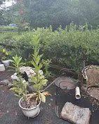 Affordable lawn care service with custom design in Decatur, AL by Sharp Cuts Lawn Care