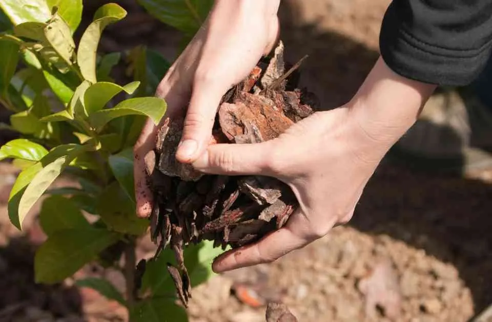 Custom lawn mowing service for outdoor upgrades across Eugene, OR - Sharp Edges