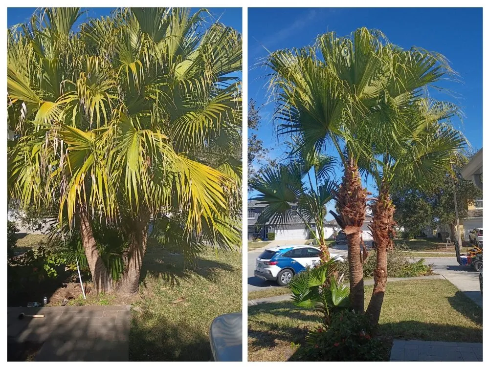 Affordable yard cleanup service in Kissimmee, FL - Sharp Edges Lawn