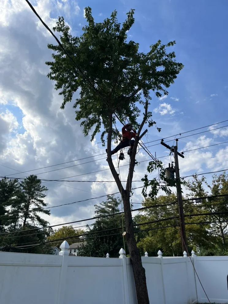 Custom yard maintenance in Laurel, MD - Sharp Green Landscaping