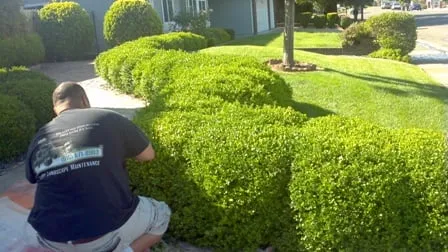 Trusted garden landscaping experts serving Orangevale, CA - Sharp Landscape Maintenance